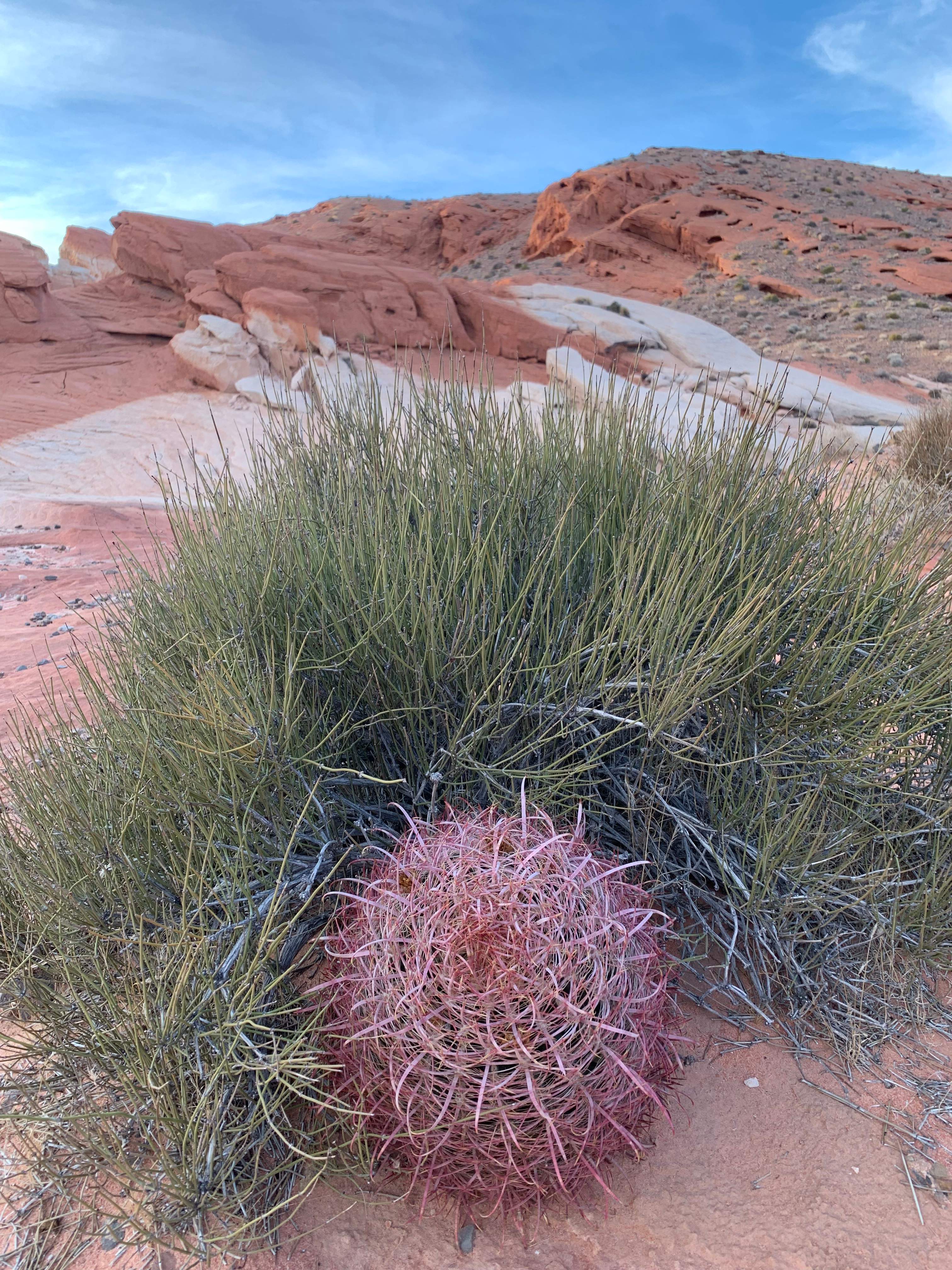 Nevada